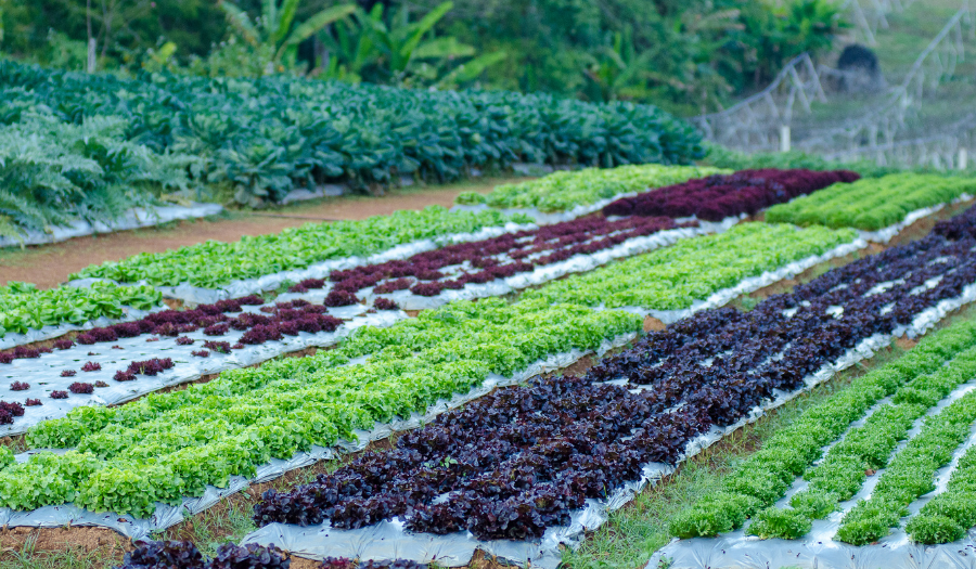 Field of organic lettuce